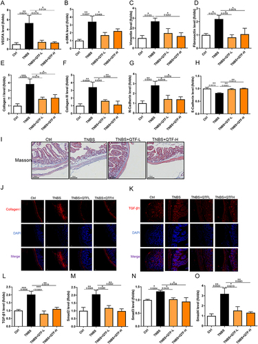 Figure 8 QTF attenuated fibrosis of the small intestine in TBNS-induced CD mice. (A-H) mRNA expression levels of VEGFA, α-SMA, Vimentin, Fibronectin, Collagen I, Collagen III, N-cadherin, and E-cadherin in small intestine tissues. (I) Masson’s trichrome staining of small intestine tissues. Scale bar = 100 μm. (J–K) The expression of fibrosis factor Collagen I and TGF-β1 in small intestine tissue, evaluated by immunofluorescence. Scale bar = 100 μm.(L-O) mRNA expression levels of TGF-β1, Smad2, Smad3, and Smad4 in small intestine tissues.