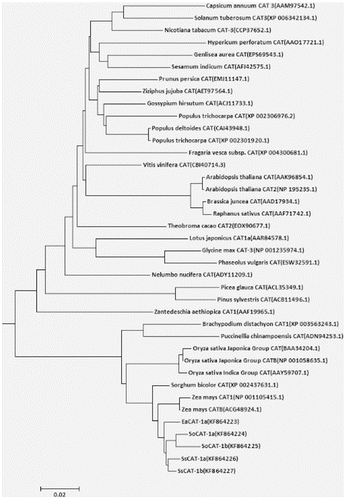 Figure 9. Phylogenetic tree based on predicted amino-acid sequences of the proteins encoded by SoCAT-1a, SoCAT-1b, SsCAT-1a, SsCAT-1b and other orthologues.