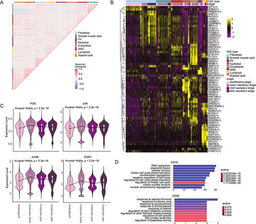 Figure 6 TF regulators of cell types. (A) Co-expression of genes differentially expressed in cell type. (B) Heat maps showing the TF activities in each cell types. Each row represents a TF and column represents a cell. Numbers in the brackets were the potential target genes of TFs. (C) Violin plots showing the expression of TFs during menstrual cycle. (D) Bar plots showing the enriched functions of TF target genes.