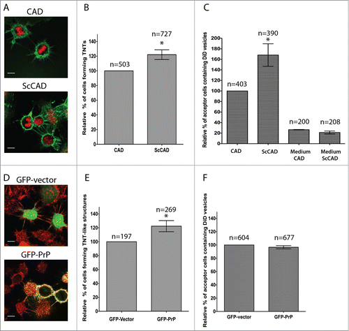 Figure 2. Effect of PrPSc and PrPC on TNT formation and intercellular vesicle transfer. (A) Representative image of TNT formation in uninfected CAD cells (top panel) and chronically prion-infected ScCAD (bottom panel). In green, the plasma membrane labeled with WGA488 and red, the nucleus. (B) Quantification of TNT formation in these 2 cell lines show that prion infection increases TNT forming cells by ˜20% (p = 0.0393, one tailed t-test respectively). (C) Prion infection increases DiD-labeled vesicle transfer to mCherry-H2B-labeled acceptor cells (p= 0.0429). Medium CAD and medium ScCAD respectively indicate mCherry-H2B-labeled CAD cells that had been treated with medium from either DiD-labeled CAD or ScCAD as described in methods. Transfer does not seem to be secretion-mediated. (D) Representative image of TNT formation from cells overexpressing either GFP-vector (top panel) or GFP- PrPC (bottom panel). In green: GFP or GFP- PrPC respectively; in red: the plasma membrane labeled with WGA-546 and H2B-mCherry-labeled nuclei of acceptor cells. (E) Quantification of percentage of TNT forming cells in CAD overexpressing GFP or GFP- PrPC. GFP-PrP overexpression increases TNT forming cells (p = 0.05). (F) Quantification of the percentage of acceptor cells which contain transferred DiD-labeled vesicles after overnight co-culture shows no significant difference between GFP- or GFP- PrPC expressing cells. Scale bars, 10μm. For all graphs, the total number of cells counted (n) over 3 independent experiments is given on each respective column.