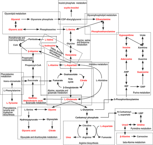 Figure 5 Schematic diagram showing metabolic pathways in tissues affected by SN-38 processing.Metabolites marked in red indicate potential biomarkers identified in this study.