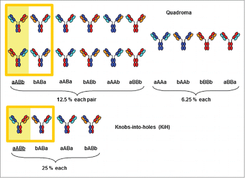 Figure 1. Quadroma and knobs-into-holes antibodies. Theoretical combinations and statistical distribution of quadroma and knobs-into-holes antibodies consisting of heavy chains A (blue) and B (red) and light chains a (cyan) and b (orange). The framed structures aABb (intended bispecific antibody, yellow background) and bABa are isobaric.