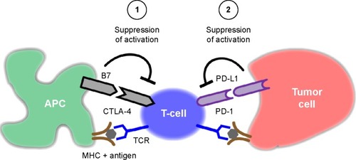 Figure 1 T-cell activation begins with antigen binding to the TCR complex in conjunction with other costimulatory signals.