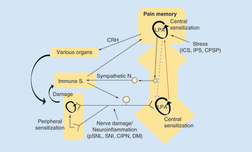 Figure 2. Lysophosphatidic acid receptor signal-mediated feed-forward mechanisms of chronic pain (hypothesis).In the peripheral NeuP model, nerve damage or neuroinflammation causes LPA production in the spinal dorsal horn, where LPA production is self-amplified and LPA-mediated pain memory is developed and maintained in a feed-forward manner. In the centralized pain, represented by fibromyalgia, various types of intense stress experience develop and maintain the LPA receptor-mediated pain memory. Although conclusive data, including LPA-involvement, are not yet available, the brain plasticity related to pain memory may attenuate the descending pain-inhibitory system and activate peripheral immune system, which in turn reinforces the brain pain memory through the peripheral pain pathway.CIPN: Chemotherapy-induced peripheral neuropathy; CPSP: Central post-stroke pain; CRH: Corticotropin releasing hormone; DM: Diabetes mellitus; ICS: Intermittent cold stress; IPS: Intermittent psychological stress; LPA: Lysophosphatidic acid; pSNL: Partial sciatic nerve ligation; SNI: Spare nerve injury.