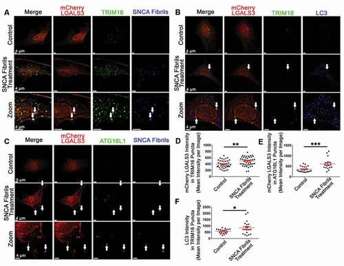 Figure 7. SNCA fibril treatment increases the colocalization of TRIM16 and ATG16L1 with mCherry LGALS3 and SNCA fibrils. (A-C) Representative images from mCherry LGALS3 SH-SY5Y cells treated with SNCA fibrils and stained for TRIM16 and LC3B (B), or ATTO 647 labeled SNCA Fibrils and stained for TRIM16 (A) or ATG16L1 (C). The white arrows point to instances of triple colocalization. (D-F) an Imaris masking algorithm built around TRIM16 (A-B, D, and F) or ATG16L1 puncta (C, E). Each data point represents the averaged maximum intensity from the total masked puncta in an individual image. The same algorithm was applied to all experiments and treatment conditions. Intensity data are expressed as M ± SE (n = 3 independent experiments, 7–10 images per experiment). Statistical significance was determined by unpaired t-tests. For all statistical tests *, **, ***, ****, p < 0.05, 0.01, 0.001, and 0.0001, respectively.