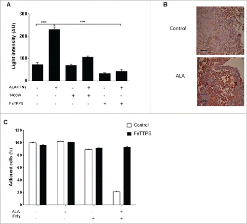 Figure 5. The toxic effect of ALA plus IFNγ on EMT-6H cells is due to peroxynitrite. (A) EMT-6H cells were treated with or without ALA (500 ng/mL) plus IFNγ (33 ng/mL) and 10 µM 1400 W or FeTPPS (5,10,15,20-tetrakis (4-sulfonatophenyl) porphyrinato iron (III) chloride; 150 µM), for 48 h. Peroxynitrite production was detected by adding luminol to cells and immediately measuring luminescence. Student's t test ****p < 0.0001. (B) Lung tissues were taken after the 3rd injection of ALA or saline solution as Fig. 4E. The sections were stained with an anti-NO-tyrosine antibody (red). Scale bars: 20 μm. (C) EMT-6H cells were treated with or without ALA, IFNγ or FeTPPS for 48 h and cell viability was measured as described in Materials and Methods.