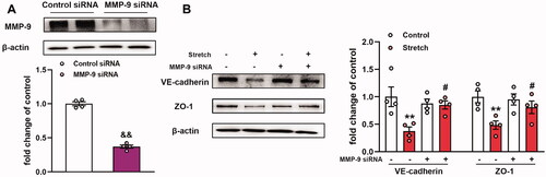 Figure 2. Effects of MMP-9 knockdown on the expression level of VE-cadherin and ZO-1 in primary MLVECs. (A) MMP-9 siRNA achieved a 70% decrease in MMP-9 expression at the protein level. Representative protein bands were presented on the top of the histograms. Data are presented as the mean ± SEM (n = 4). (B) The expression of VE-cadherin and ZO-1 protein levels in MMP-9 siRNA-treated MLVECs. Representative protein bands were shown on the left of the histograms. Data are presented as the mean ± SEM (n = 4). &&p < 0.01 vs. control siRNA group, **p < 0.01 vs. control group, #p < 0.05 vs. ventilation group.