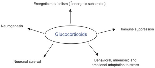 Figure 2 Schematic representation of the main effects exerted by glucocorticoids.