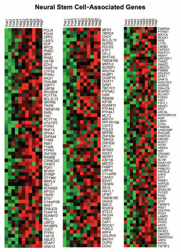 Figure 8 HeatMaps of gene transcripts associated with neural stem cells. Note that Cav-1-deficient stroma shows the upregulation of genes normally associated with neural stem cells (202 transcripts). See Supplemental Table 13.