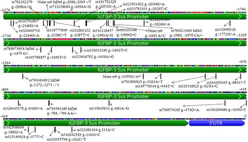 Figure 1. SNPs in the IGFBP-3 promoter region.