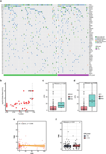 Figure 2. Somatic mutations within the PD-L1 subgroups. (a) mutational landscape of the high PD-L1 and low PD-L1 groups. (b) comparison of the frequency of mutated genes in the high PD-L1 and low PD-L1 groups. (c) expression of PD-L1 in patients with and without BRCA1 mutations. (d) expression of PD-L1 in patients with and without NF1 mutations. (e) correlation between CPS and TMB. (f) comparison of TMB in the high PD-L1 and low PD-L1 groups.