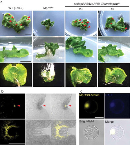 Figure 1. Subcellular localization of MpRRB. (a) Thalli of the Mprrb knockout line and the same line carrying proMpRRB:MpRRB-Citrine. The genomic fragment containing the promoter and the coding regions of MpRRB was introduced into the binary vector pMpGWB307,Citation11 which was then transformed into the Mprrb knockout line having an F1 background generated by crossing Tak-1 and Tak-2. Thallus tips were cultured for 15 days. Arrowheads indicate gemma cups. Bars represent 1 cm. (b) Expression and protein localization of Citrine-fused MpRRB at the notch. Gemmae were cultured for five days, and harvested thalli were fixed and cleared. Images were obtained with the confocal microscope (FV1000, Olympus). The lower panels are enlarged images of the notch region. Fluorescence images of Citrine signals (left); brightfield images (middle); merged images (right). Arrowheads indicate apical notches. Bars represent 100 µm. (c) Protein localization of Citrine-fused MpRRB in Arabidopsis protoplasts. MpRRB-Citrine was expressed under the cauliflower mosaic virus 35S promoter in Arabidopsis protoplasts prepared from suspension cultured cells. Fluorescence image of Citrine signal (upper left); DAPI-stained nuclei (upper right); bright-field image (lower left); merged image (lower right). Bar represents 20 µm.