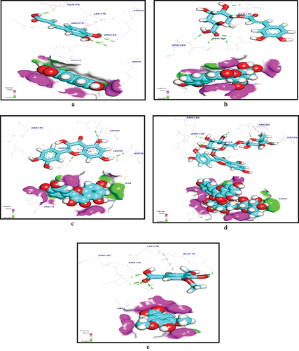 Figure 4. (a) Mapping surface and 3d representation of Caffeic acid docked in (IL-6). (b) Mapping surface and 3d representation of Chlorogenic acid docked in (IL-6). (c) Mapping surface and 3d representation of quercetin docked in (IL-6). (d) Mapping surface and 3d representation of rutin docked in (IL-6). (e) Mapping surface and 3d representation of syringic acid docked in (IL-6).