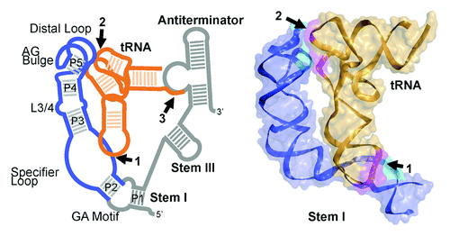 Figure 1. Structure of the T box riboswitch tRNA complex. (A) Schematic of the T box riboswitch (blue/gray)—tRNA (orange) complex with intermolecular interactions highlighted and numbered: (1) specifier sequence-anticodon base pairs, (2) distal Stem I base stacking against the tRNA elbow, (3) acceptor-antiterminator base pairs. Regions of the T box riboswitch shown in the crystal structure in panel B are highlighted in blue. (B) The overall 3.2 Å crystal structure of the Stem I-tRNA complex (PDB ID: 4MGN), shown as ribbons with a semi-transparent molecular surface. The two intermolecular contacts highlighted in cyan (Stem I) and magenta (tRNA) and numbered, as in (A).