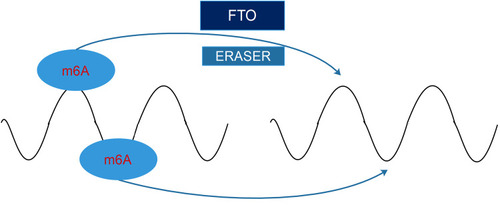 Figure 1 FTO, belonged to demethylase, termed as “erasers” and functioned to reverse the methylation.