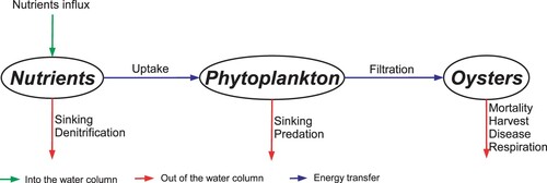 Figure 1. Interactions of nutrients, phytoplankton and oysters in a bay ecosystem [Citation25].