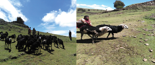 Figure 1. Ewe and ewe lambs (left) and rams (right) of Tikur sheep.