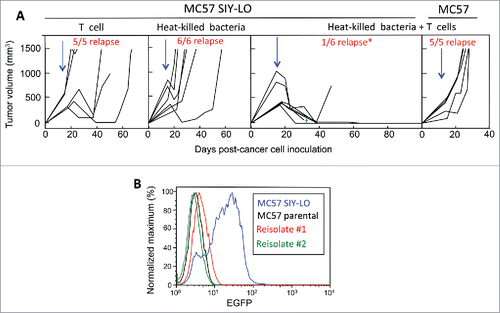 Figure 2. Combining intratumorally injected heat-killed bacteria with adoptive T cell therapy prevents tumor relapse. (A) MC57 SIY-LO cancer cells were injected s.c. onto the backs of OT-1 mice. Tumors were established ≥2 weeks prior to being treated with intravenously-injected adoptively-transferred activated 2C T cells, intratumoral HK bacteria, or combined 2C T cells + HK bacteria. Data represent mice compiled from three independent experiments, with each experiment consisting of each treatment group. The tumor relapse rate following combined treatment with HK bacteria and T cells was significantly lower (p < 0.05) compared to either monotherapy. Similarly, MC57 EGFP tumors were treated with the combination of HK bacteria and 2C T cells in two independent experiments. Blue arrows represent the initial time of treatment and the green cross represents one mouse death. (B) Re-isolated cancer cells from two relapsed MC57 SIY-LO tumors following monotherapy 2C T cell treatment were analyzed for SIY expression by EGFP fluorescence using flow cytometry. The MC57 parental and MC57 SIY-LO cell line, that was originally injected into mice, were used in this analysis. Data represent three relapsed tumors from two independent experiments.