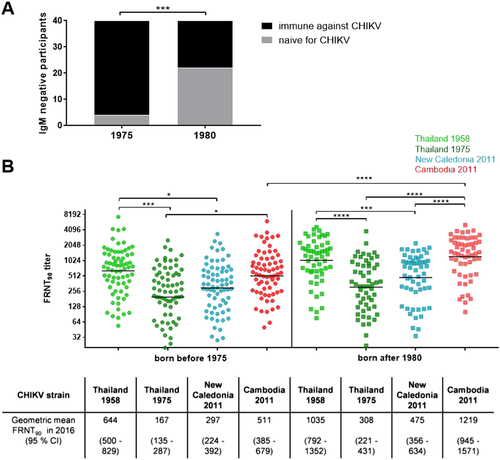 Fig. 2 Subgroup 1: Influence of age on antibody levels.a Study participants who were not infected in 2012 (IgM negative) and were antibody positive in 2016 (positive FRNT90 titer; black bars) as well as individuals remaining naive in 2016 (negative FRNT90 titer; gray bars), stratified by age. Asterisks indicate statistically significant differences in the proportions of participants (***p < 0.001; χ2 test). b Individual FRNT90 titers (with geometric mean) of study participants with neutralizing antibodies (n = 126), stratified by age group (circles: born before 1975, n = 70; squares: born after 1980, n = 56). FRNT90 titers against the three Asian genotype strains from Thailand (TH 35: light green; TH 1455-75: dark green) and New Caledonia (NC-2011-568: blue) as well as the Cambodian ECSA IOL strain from 2011 (V1024306_KH11_PVH: red). Asterisks indicate statistically significant differences in mean FRNT90 titers between the distinct virus strains (*p < 0.05; ***p < 0.001; ****p < 0.0001; one-way ANOVA, Tukey’s multiple comparison test)