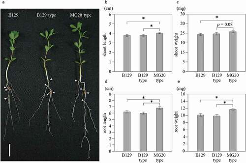 Figure 2. Growth of NILs at 21 days after inoculation with M. loti. (a) Wild-type B129, NILs of B129 type and MG20-type plants. Bar = 1 cm. Arrow heads indicate nodules. (b-e) Shoot length (b), shoot weight (c), root length (d) and root weight (e). B129; n = 75, B129 type, MG20 type; n = 50. Error bars represent standard error (SE). *P < 0.05 by Student’s t-test