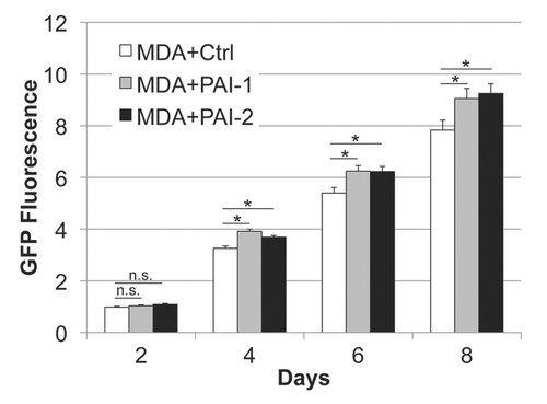 Figure 5 Fibroblasts overexpressing PAI-1 or PAI-2 promote tumor growth in vitro. Fibroblasts (control vs. those overexpressing PAI-1 or PAI-2) were co-cultured with MDA-MB-231 GFP+ (MDA) cells in a 5:1 ratio. The fluorescence was determined (as a measurement of MDA growth) every other day for 8 d and normalized to the fluorescence intensity of the first day to avoid differences due to cell attachment. Note a significant increase in MDA growth in the presence of fibroblasts overexpressing PAI-1 or PAI-2 compared with controls, after the fourth day of co-culture. Results are represented as mean ± SEM. n.s., not significant. An asterisk indicates that p ≤ 0.05. Ctrl, fibroblasts containing empty vector alone; PAI-1, fibroblasts overexpressing PAI-1; PAI-2, fibroblasts overexpressing PAI-2; MDA, MDA-MB-231 (GFP+).