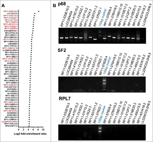 Figure 2. p68 interacting single exonic lncRNAs. (A) We filtered 54 single exonic lncRNA transcripts from 72 single exonic lncRNA transcripts of RIP-seq, transcripts with more than 80% of similarity with its genomic region has been selected and plotted based on their Log2 fold enrichment ratio and few transcripts were selected (red) for further validation by RIP-PCR in HEK293T cells. (B) RIP-PCR of selected transcripts in p68, SF2 (negative control) and RPL7 (negative control) antibody pulldown complexes.