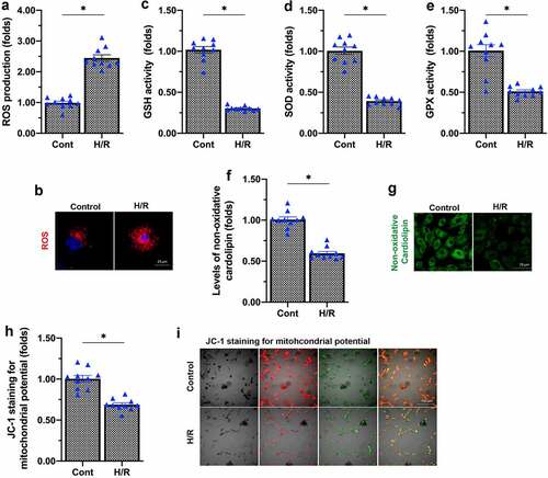 Figure 1. H/R injury induces mitochondrial dysfunction in endothelial cells. (a, b) An immunofluorescence assay was used to detect the alterations in mitochondrial ROS levels in response to H/R injury. (c-e) Enzyme-linked immunosorbent assays were used to detect GSH, SOD and GPX levels. (f, g) Immunofluorescence staining was used to detect non-oxidative cardiolipin. (h, i) The mitochondrial membrane potential was determined using JC-1 staining. *p < 0.05.