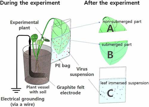 Figure 1. Schematic representation of the experimental system to evaluate the effect of plant on HPV suspension. The preliminary experiments were performed without electrical grounding, and the virus abundance in the leaf immersion suspensions (C) was analyzed using a rapid detection kit. In the case of Epipremnum aureum, samples from the virus suspension (C), submerged part of the leaf (B), and non-submerged part of the leaf (A) were analyzed using qRT-PCR (quantitative real-time polymerase chain reaction) with and without the electrical grounding conditions. In the illustrated example, graphite felt electrodes were used to electrically ground the plant pot.