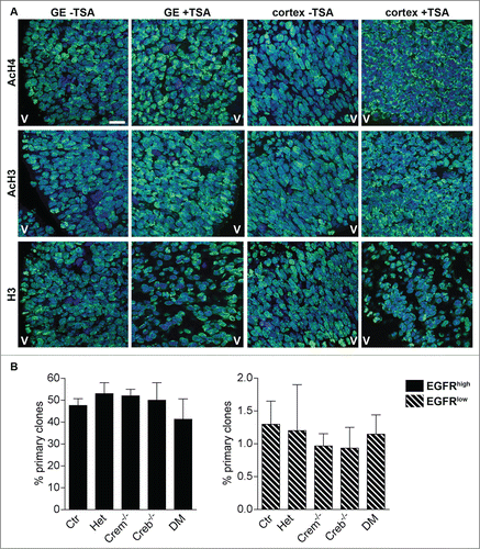 Figure 7. Blocking histone deacetylation rescues the ability of neural precursors to form clones. (A) Representative micrographs of coronal telencephalic sections obtained from control E13.5 embryos showing the effect of TSA on the levels and distribution of acetylated histone 3 (AcH3), acetylated histone 4 (AcH4) and histone 3 (H3) immunoreactivity in the GE and in the cortex. Pregnant females were injected with TSA at 11 d.p.c. and every 12h for 48h before analysis. V = Ventricle. Scale bar is 30 mM. (B) Quantitative analyses of the number of primary clones obtained from EGFRhigh and EGFRlow cells isolated at DIV 1 cultures established from E13.5 embryos with the indicated genotypes after TSA treatment.
