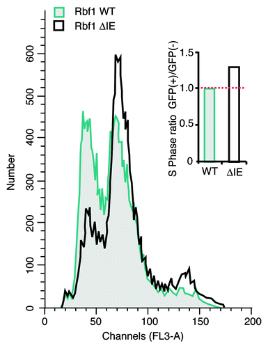 Figure 4. The IE region contributes to Rbf1-mediated G1 arrest. Wild-type or mutant GFP-Rbf1 ΔIE proteins were expressed in Drosophila S2 cells and the effect on cell cycle was determined by propidium iodide staining and FACS analyses. An overlay of the DNA content histograms for wild-type GFP-Rbf1 (gray) and mutant GFP-Rbf1 ΔIE-expressing cells (solid unfilled) shows that the loss of IE function is correlated with a diminished proportion of cells in the G1 phase. (Inset) Bar graph shows the ratios of total S-phase percentages for GFP positive vs. GFP negative populations for GFP-Rbf1 WT and GFP-Rbf1 ΔIE transfected samples. In two separate experiments, GFP-Rbf1 ΔIE expressing cells exhibited an increased proportion of cells in S phase, as estimated using Modfit analysis.