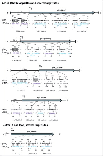 Figure 6. Target predictions for sRNA154 (IntaRNA) In silico prediction of potential interactions between sRNA154 and mRNA targets performed with IntaRNA.Citation37,67 Selected predicted interactions of genes involved in N-metabolism are classified into two classes. class I: mRNA targets interacting with both loops of sRNA154, targeting several sites of the mRNA including the ribosome binding site (RBS). class II: mRNA targets interacting with one loop of sRNA154 at several positions of the target mRNA. Loop1 of sRNA154 = indicated in turquoise, Loop2 of sRNA154 = indicated in purple.