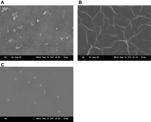 Figure 2 SEM of sub-micrometer particles. (A) Graphene; (B) GO; (C) PS. Note that as the shape of GO is a one-atom-thick sheet, it is hard to determine its mean size and aspect ratio via SEM observation.