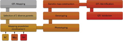 Figure 1. QTL mapping methodology.