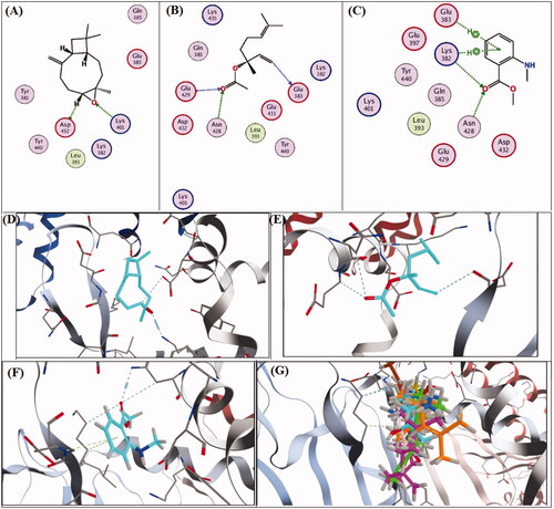 Figure 5. 2D and 3D-binding affinities of caryophyllene oxide (A,D), linalyl acetate (B,E), methyl-N-methyl anthranilate (C,F) and concomitant interactions of seven major compounds identified in marjoram and mandarin oils with the active sites of H. pylori CagA domain.