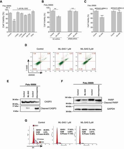 Figure 6. Following autophagic arrest mediated by ML-SA5, induction of apoptosis and cell cycle arrest triggers cell death in the cancer cells. (A) Patu 8988 t cell death triggered by 1 μM ML-SA5 (48 h) were strongly rescued by co-application of either 3-MA (10 mM, pretreatment for 2 h), or TPEN (1 μM), or zVADfmk (20 μM), or ML-SI3 (20 μM), respectively. n = 10–40. (B) Knockdown of ATG5 genes significantly attenuated cell death triggered by ML-SA5 treatments (1 μM for 48 h) in Patu 8988 t cells. n = 3. (C) ML-SA5 was not lethal to Patu 8988 t cells when MCOLN1 was efficiently knocked down by the MCOLN1 siRNA, evaluated by Trypan blue assay. n = 3–5. (D-F) Induction of apoptosis following ML-SA5 treatments (1 μM) in Patu 8988 t cells was confirmed by detection of ANXA5/annexin V-7-AAD (D), cleaved CASP3 (caspase 3) (E) and cleaved PARP (F). All treatments were for 48 h. (G) Flow cytometry images displaying that G0/G1 phase arrest was triggered upon application of ML-SA5 for 48 h at both 1 μM and 5 μM in Patu 8988 t cells in medium containing 2% FBS, stained by PI. Error bars indicate Mean ± SEMs in panels A, B and C. Significant differences were evaluated using one-way ANOVA followed by Tukey’s test. **P < 0.01; ***P < 0.001