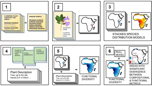 Fig. 1. (1) A random sample of plant species is taken from authoritative checklists that incorporate all known species from a continent. (2) Point localities are taken from herbarium specimens and databases where such localities are compiled. Specimen localities without coordinates are georeferenced. (3) A projection of the range of each of the sampled species is generated using an ensemble of species distribution models, using climatic and topographic variables as predictors. Summing the number of randomly sampled species projected to be present in each gridded pixel gives a projection of species richness. (4) Plant trait values providing dimensions of leaves, seeds and plant height for each of the randomly sampled species are extracted from taxonomic literature such as the descriptions held within Floras. (5) By appending species-level trait values to each projected species, metrics such as functional richness, functional dispersion or functional uniqueness can be calculated for each pixel whose species richness exceeds a minimum number of species. (6) Null models that, for a particular functional diversity metric, provide a confidence interval for each level of species richness allow identification of geographical areas where functional diversity metrics diverge from species richness.