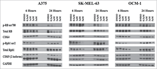 Figure 3. Intracelluar target validation. P1446A-05-mediated inhibition of CDK4 and CDK9 was confirmed via protein gel blotting for relevant phosphotargets in both CDK pathways. CDK4s phosphotarget on RB protein (ser780) becomes inhibited by 24 hours across all 3 cell lines in a dose dependent manner. CDK9s phosphotarget on RNAPII's Rpb1 (ser2) revealed better inhibition at 6 hours, and was only inhibited with the highest dose of P1446A-05 at 24 hours. The housekeeping protein GAPDH served as a loading control.