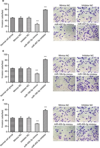 Figure 6 Overexpression of miR-497-5p, miR-195-5p and miR-455-3p inhibited cell migration and invasion abilities.Notes: (A–C) Micrographs of 0 and 24 h (left, 100×) and quantification data of relative wound area (right, 24 h) were analyzed by Image J software. (D–F) Quantification data of invasion cells (left) and micrographs of crystal violet-stained cells (right, 200×) are shown. All data are presented as mean±SD, and all of these experiments were performed in triplicate. ***p<0.001; *p<0.05, compared to control groups.Abbreviation: NC, negative control.