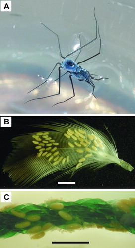 Figure 7.  A: Mating pair of Halobates micans. (Photo by M. Sasaki) B: Eggs of oceanic Halobates on seabird feather. Scale = 2 mm. (Photo by S. Koyachi) C: Eggs of oceanic Halobates on nylon rope. Scale = 2 mm. (Photo by S. Koyachi)