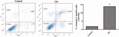 Figure 3. Effect of compound 13a on the percentage of annexin V-FITC-positive staining in HepG2 cells. The experiments were done in triplicates. The four quadrants identified as: LL, viable; LR, early apoptotic; UR, late apoptotic; UL, necrotic. *Significantly different from control at p < .05.