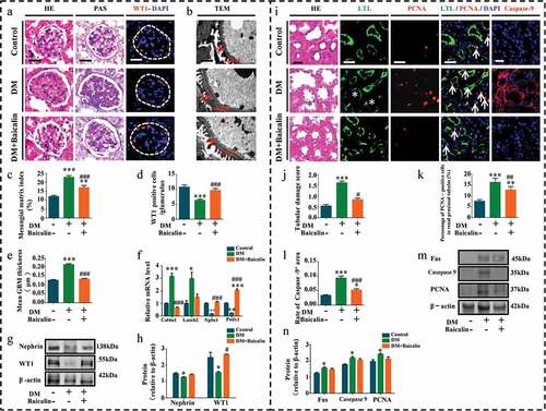 Figure 2. Morphology and protein expression changes of renal glomeruli and renal tubules in diabetic mice with baicalin treatment