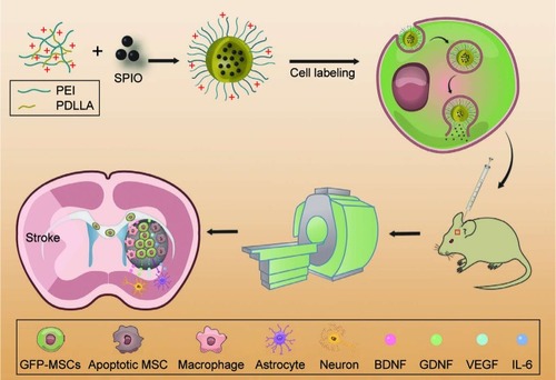 Figure 1 Schematic diagram of the synthesis of polymersomes, cell labeling, cell transplantation, MRI tracking, and long-term fate of grafted GFP-MSCs.Abbreviations: IL, interleukin; MSC, mesenchymal stem cell; MRI, magnetic resonance imaging; PEI, poly(-etherimide); PDLLA, poly(d,l-lactide); SPIO, superparamagnetic iron oxide.