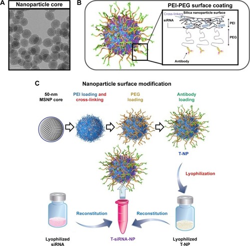 Figure 1 Mesoporous silica-based nanoconstruct for targeted delivery of siRNA.Notes: (A) TEM image of MSNP, scale bar = 50 nm. (B) Schematic illustration of nanoconstruct (T-siRNA-NP). (C) The process of how MSNP was coated layer by layer with PEI and cross-linked, PEG, and trastuzumab resulting in T-NP, which was then lyophilized and stored in various conditions. Prior to use, lyophilized T-NP and lyophilized siRNA were resuspended in RNase-free water and mixed together in one vial. The siRNA was loaded last and bound to the PEI layer due to charge preference, being protected under the PEG layer from enzyme degradation. (A and B) were reproduced with permission from Ngamcherdtrakul W, Morry J, Gu S, et al. Adv Func Mater. John Wiley & Sons.Citation5Abbreviations: MSNP, mesoporous silica nanoparticle; PEG, polyethyleneglycol; PEI, polyethylenimine.