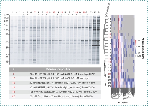 Figure 2. Example immunoprecipitation–mass spectrometry prescreen. SDS-PAGE/Sypro Ruby stain of NCBP1-LAP co-immunoprecipitations with 24 different extraction solutions (left) and hierarchical clustering of the cognate MS data using log2 LFQ intensity (right). Not detected proteins are indicated in gray. Six conditions were selected for subsequent quantitative screening: red numbers above lanes and table below the gel.LFQ: Label-free quantification; ND: Not detected.Reproduced from [Citation27].