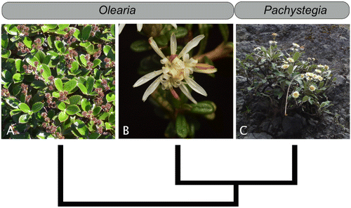 Figure 1 A simplified three-taxon statement about three shrubby New Zealand daisies, with their current generic classification (top) and their phylogenetic relationships according to Wagstaff et al. (Citation2011, bottom). A, Olearia colensoi; B, O. solandri; C, Pachystegia insignis.