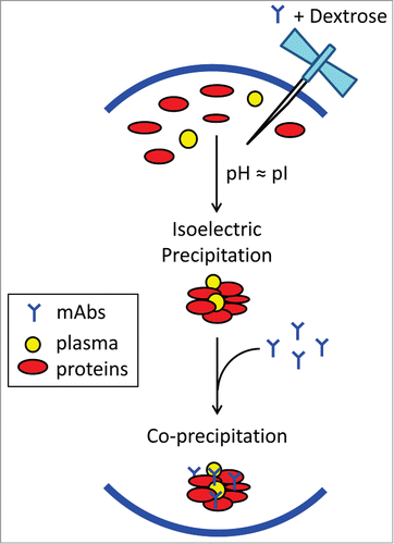 Figure 7. Schematic view of possible biochemical pathways facilitating dextrose-mediated aggregation of therapeutic monoclonal antibodies in human plasma. Dextrose appears to induce isoelectric precipitation of abundant plasma proteins, namely complement protein C3/C4, complement factor H, fibronectin, and apolipoprotein B-100, whose pI values are proximate to the pH of product formulation (in the range of 6.0 to 6.2). Subsequently, the concurrent mAb becomes co-precipitated, possibly through interactions with complement proteins,Citation18 resulting in insoluble protein aggregates containing both mAb and plasma proteins.