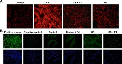 Figure 2 PJ attenuates CS-induced ROS formation and apoptosis.