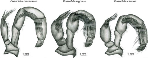 Figure 4. Internal face of the left 3rd maxilliped of three East African Coenobita spp.