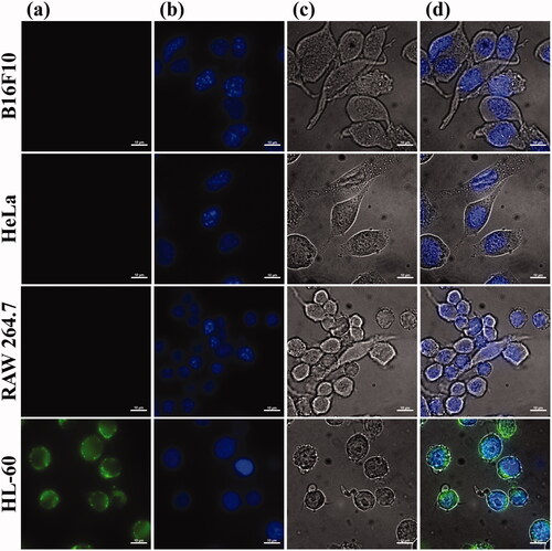 Figure 4. Selectivity of T2BP was confirmed. (a) to (d) is representative fluorescence image of each cell (B16F10, HeLa, RAW 264.7, HL-60). (a) DIC, (b) Dapi, (c) T2BP-FITC, (d) is merged images (Scare bar, 5 µm).
