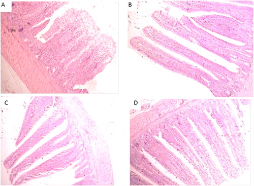 Figure 2. Ileal morphology of chicks fed different treatments: (a) control, (b) Piriformospora indica, (c) yeast culture, and (d) Lactobacillus acidophilus.
